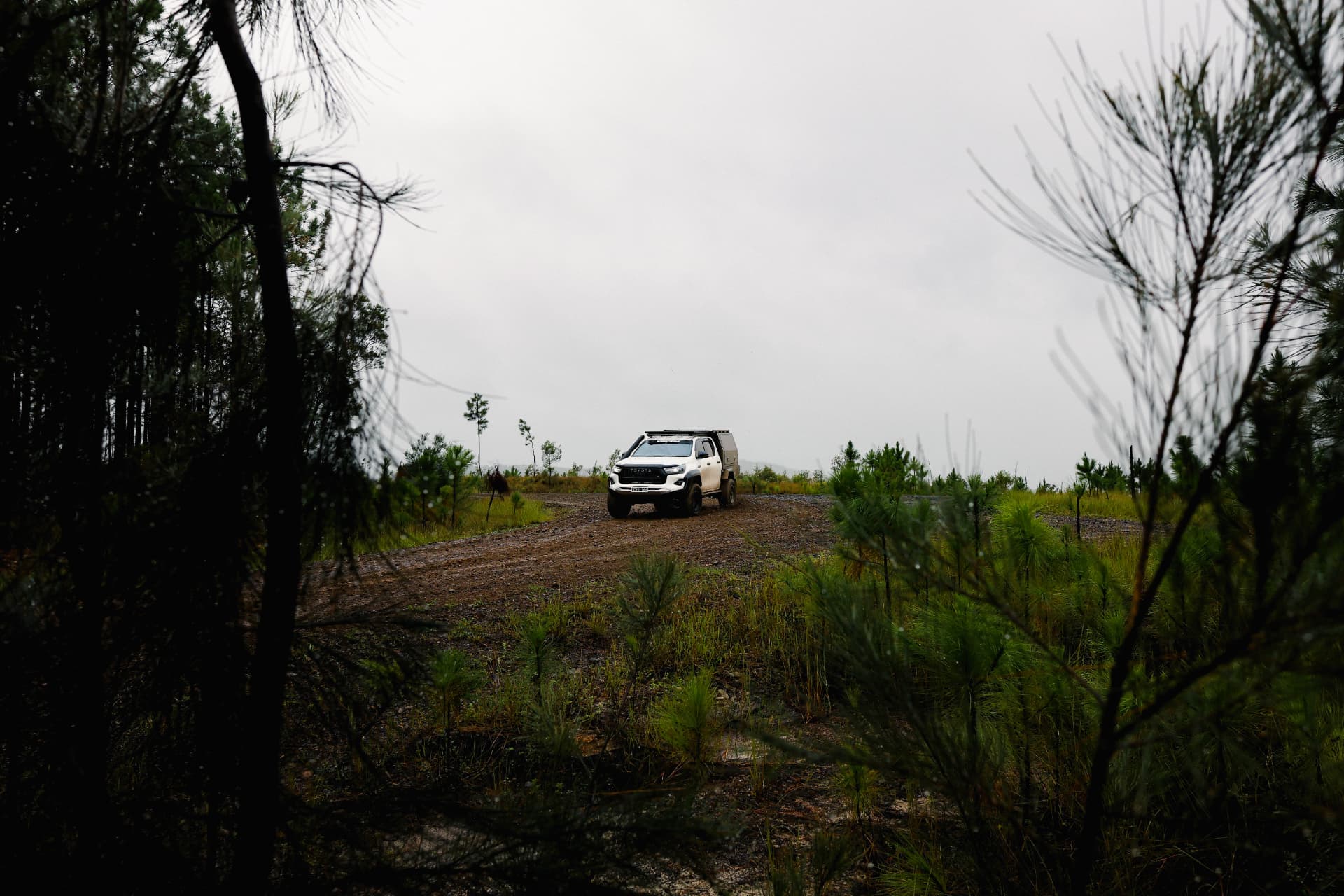 HiLux framed by young pines on a ridge track