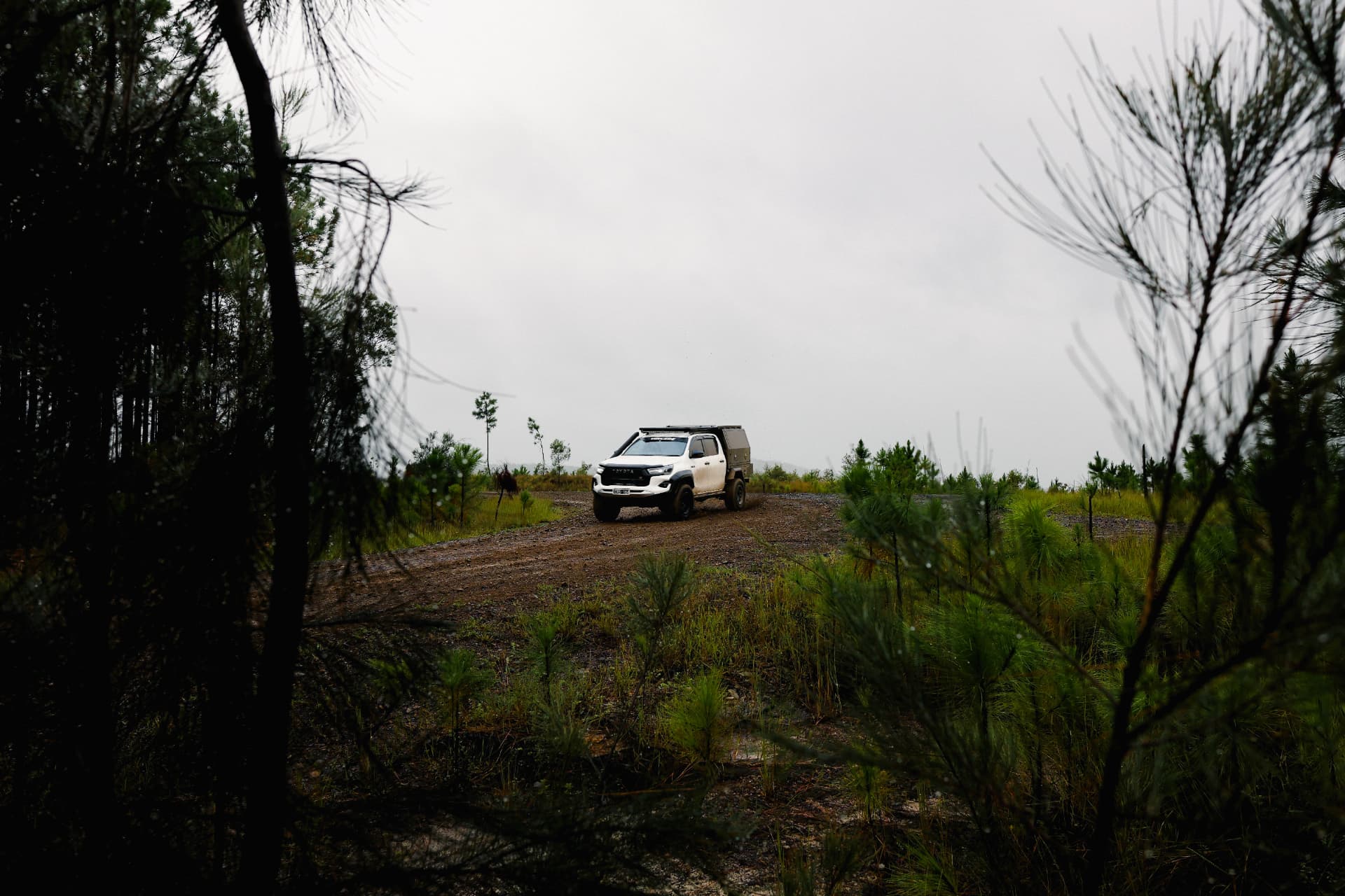 HiLux on a ridge road seen through wet foliage